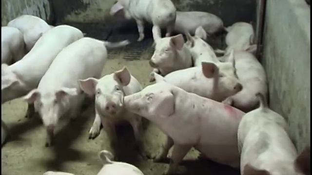 D0ff2643a00c4dc57f566189813cc2e9