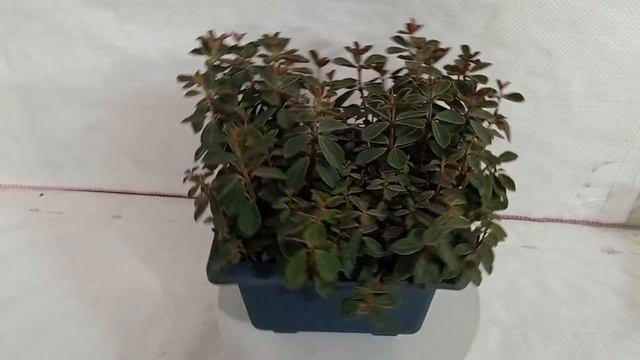 Sku-SQPOTSUC013,Peperomia Rubella Big Succulent Plant