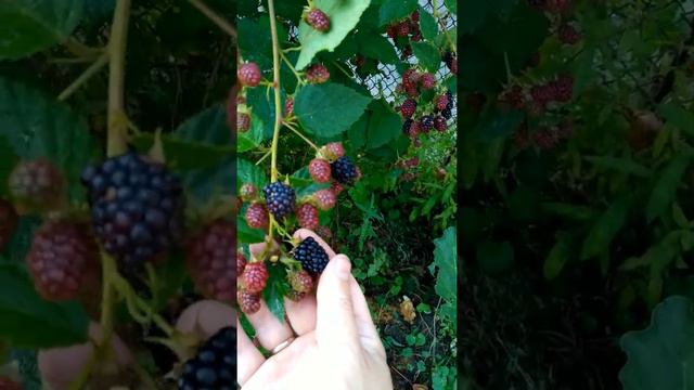 Ежевика Торнфри ожина плодоношення Ч2