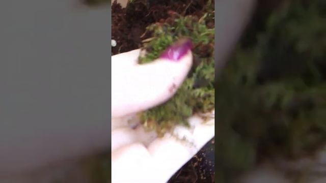 Утро улиток. Улитка ахатина отложила кладку яиц??