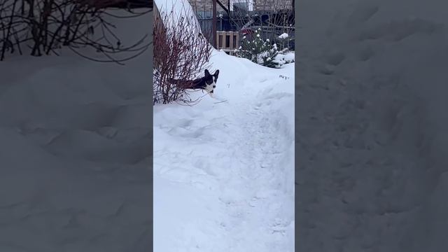 Вельш Корги Кардиган триколор 4 месяца