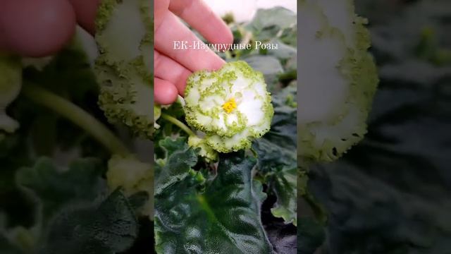 Фиалка ЕК-Изумрудные Розы