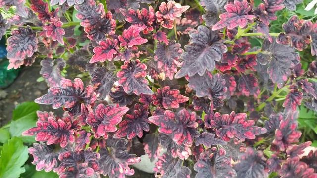 Черенкую колеусы. Отправляю почтой. Август.