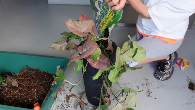 観葉植物の植え替え❕冬までにしっかりした株に育てるために植え替えます🍃Repotting Houseplants🏡