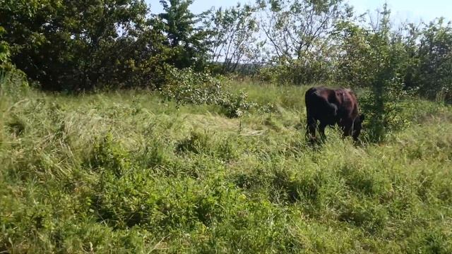 Коровы пасутся — Славянск, июнь, лето 2023 год.