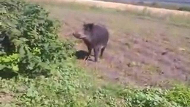 наглый дикий кабан в огороде
