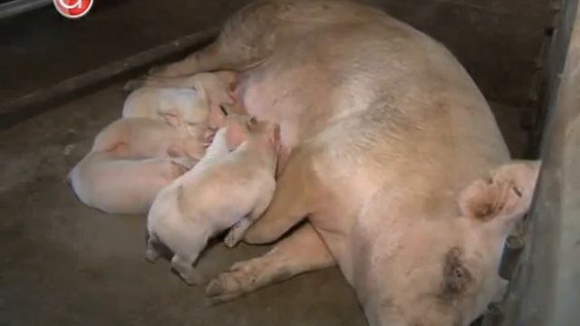 Отчет Губернатора