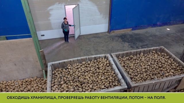 Про страшный сон агронома «Тепличного