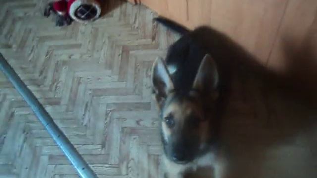 Макс,3 месяца.Команды)