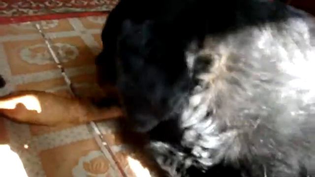 собака целует кота