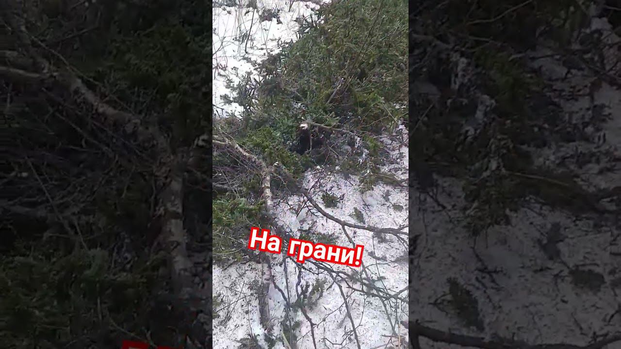 Елка упала в нескольких метрах от избушки!