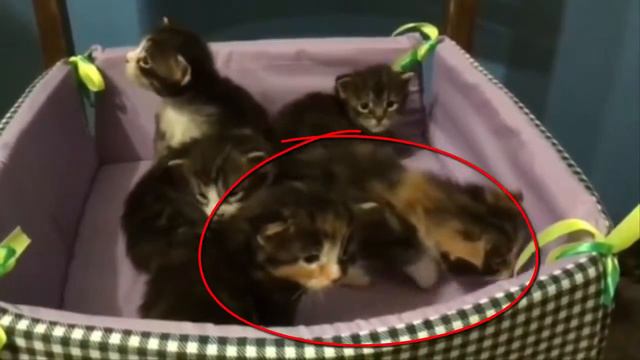 Купить котенка мейнкун от Чемпиона!