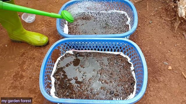 Hidup Di Hutan Sarapan Ubi Jalar, Semai Pakcoy, Merawat Seledri Ep 77