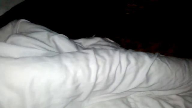 Коты на кровати