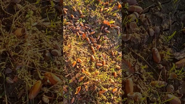 Осенние покатушки на велосе в деревне