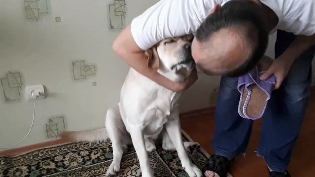 Снег почти растаял. У Лекса очень вкусный ужин. #лабрадорлекс#лабрадор#собака