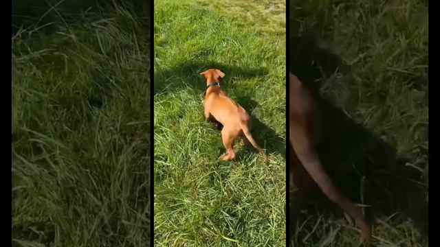 Funny Rhodesian Ridgeback Video!