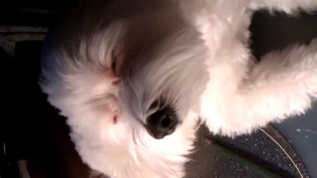 Топа почти спит