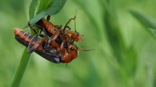 Horror. A Predator Devours A Predator. DON'T WATCH!