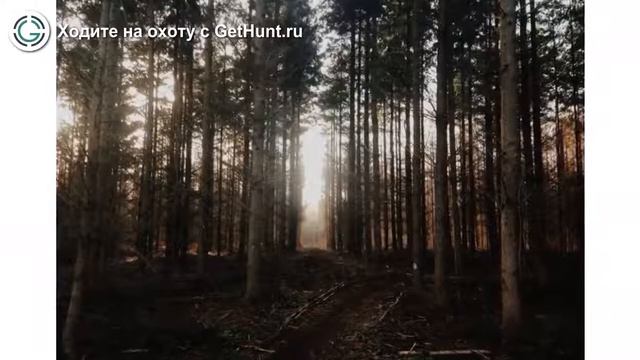 Охота в Самарской области – Алексеевское охотничье хозяйство СОООиР охота на вальдшнепа