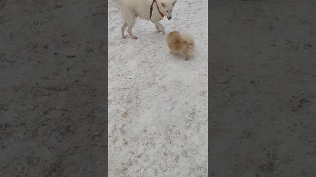 шпиц против овчарки