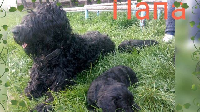 Военные дети