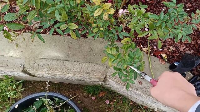 Розарий с плетистыми и прочими розами готовится к зиме. Подмосковье.