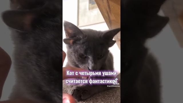кот с шетыремя ушами