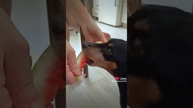 чарлик ест арбуз 🍉