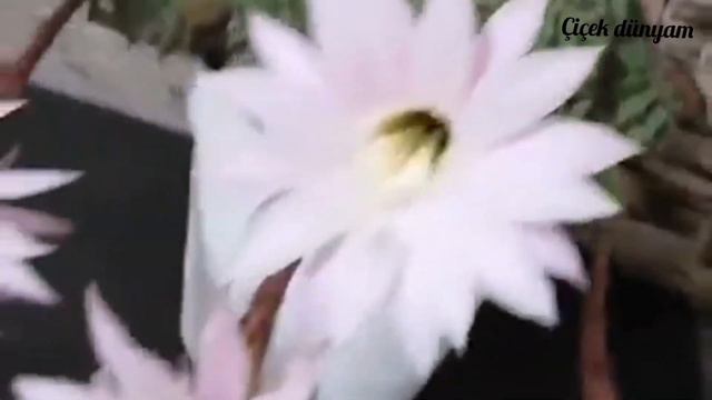 Balkon çiçeklerim Sardunya Atlas çiçeği Kaktüs Suculent Papatya Flowers