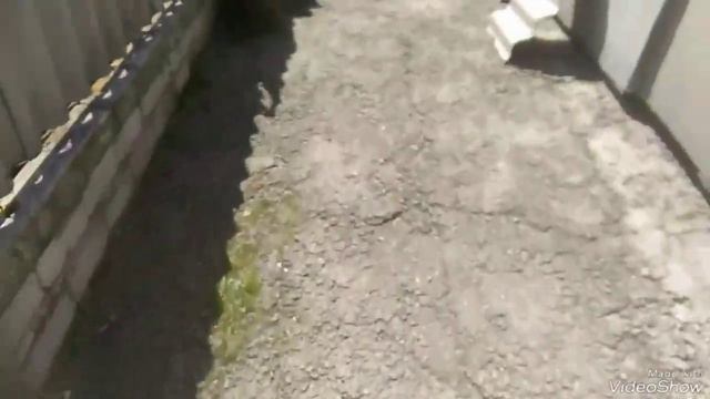 Мои хвостики на прогулке. Первые цветы!!!❤️❤️❤️🌹🌹🌹