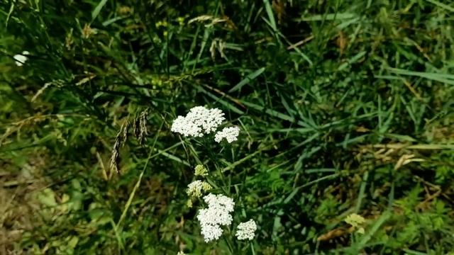 САМВЕЛ ПОДКЛАДЫВАЕТ N0SOK В ТRУСЫ. ДОКАЗАТЕЛЬСТВА