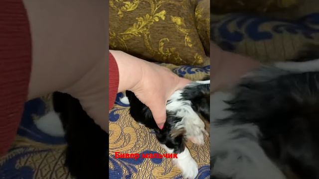 Бивер мальчик ждёт маму