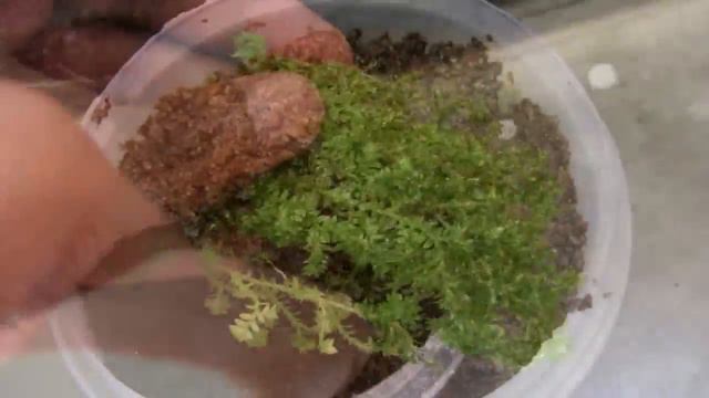 How To Pot And Mix Soil For Moss (Golden Club Moss, Selaginella Kraussiana Auera, Gold Spike Moss)
