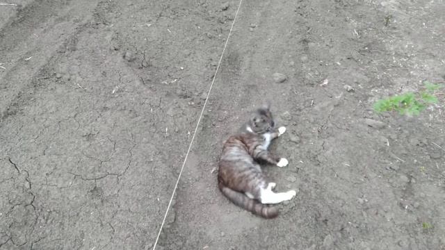 что сделано огороде к началу мая