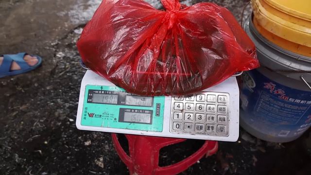 胖妹请哪位高手下地笼？收获了八斤黄鳝，赶集摆摊全卖光，开心!【陈说美食】