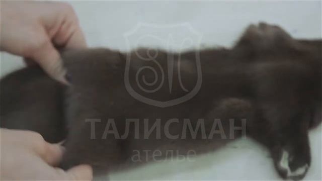 Меховое ателье Талисман: замена поврежденного меха на шубе.
