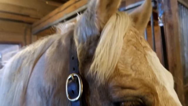 Falling Off Finn And Sophie Falls On Camera! Day 338 (12/09/20)