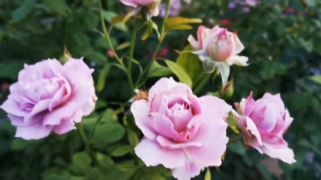 Розы в августе. Форма цветка, которая очень долго держится.