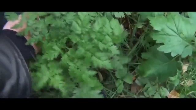 Влад Савельев - Дачные приключения