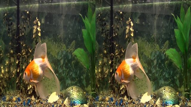 3D. Аквариум-1 умиротворения и расслабления / An Aquarium Of Peace And Relaxation / - 06195