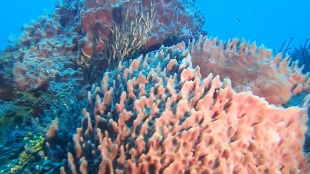 Olympus TG4 Digital Underwater Camera Review  Moche Deep Reef TG 4 Video