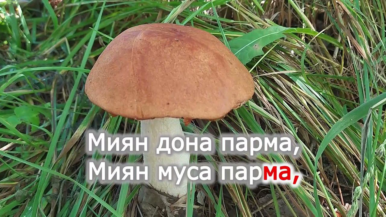 караоке Шувгы парма