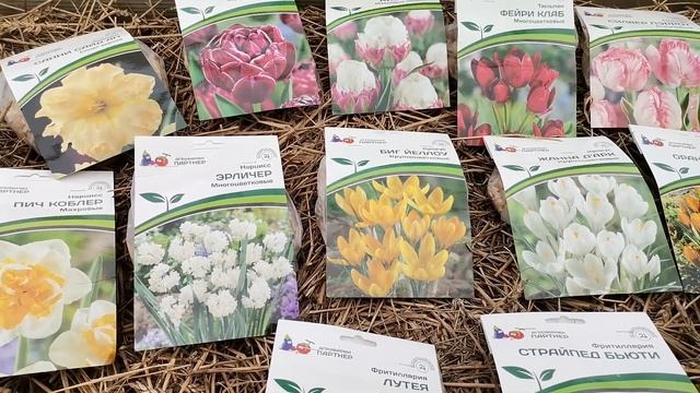 Украшаю сад к весне. Обзор посылки с новыми луковичными. Рябчики, нарциссы, тюльпаны, крокусы