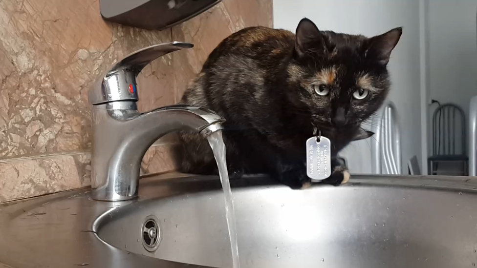 Фича Безумная на кухне Rutube