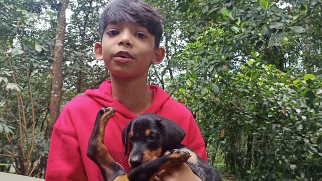 Billo's🐶 First Video😛...../BilloTheDoberman/#billo#dog #doberman #europeandoberman#puppy