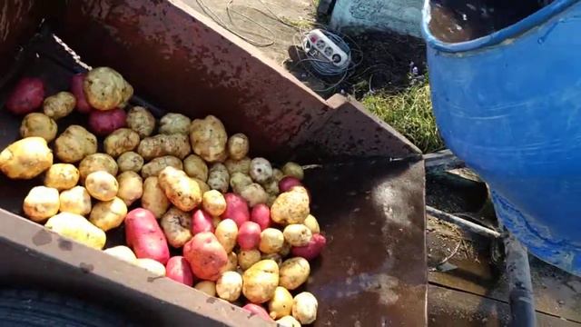 Мойка картофеля