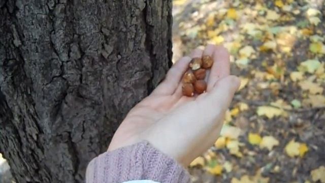 белки в Нескучном саду