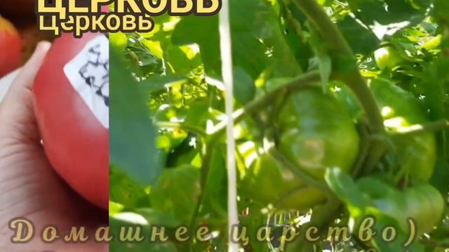 ТОМАТЫ - сорта, которые буду повторять! Обзор!