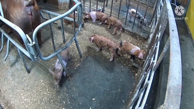 454‼️Не выдержало сердце у свиньи от жары ‼️Деревенская жизнь ‼️